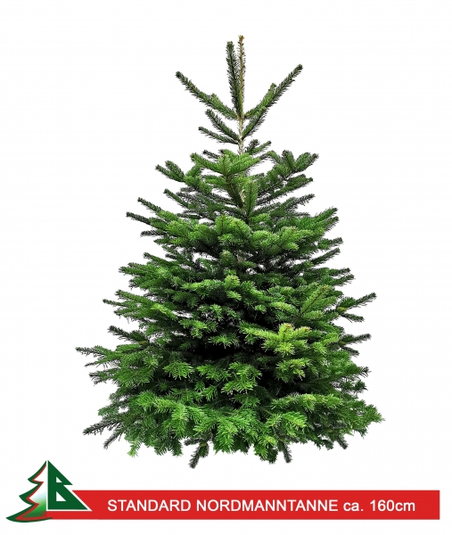 Nordmanntanne STANDARD ca. 165 - 190 cm